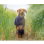 RUFF AND TUMBLE Classic Dog Drying Coat BLACKBERRY XL Top Line 64cm-72cm